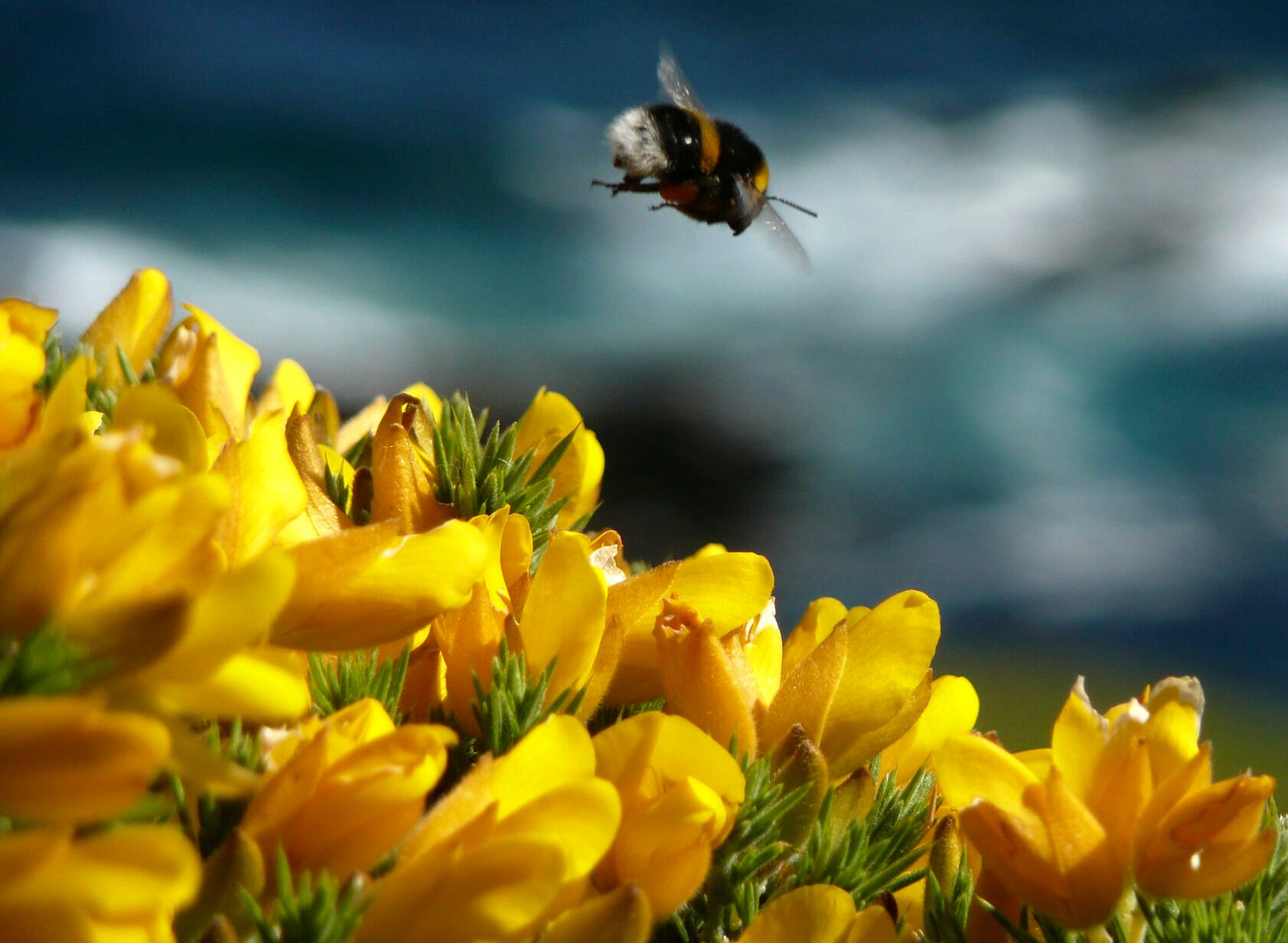 British pollinators